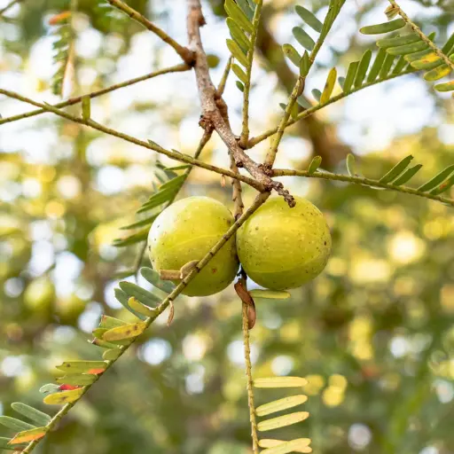 Amla fruit plantation on organic agricultural land in Hyderabad