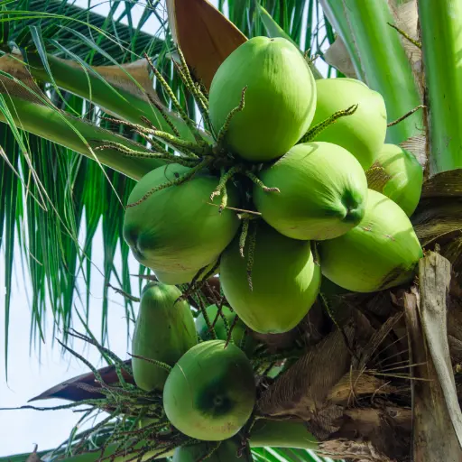 Coconut plantation on managed agricultural land in Hyderabad