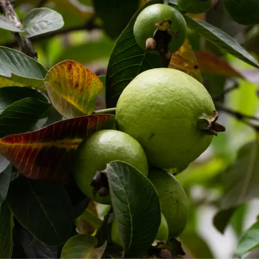 Guava fruit plantation on managed agricultural land in Hyderabad