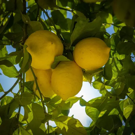 Lemon fruit plantation on organic agricultural land in Hyderabad