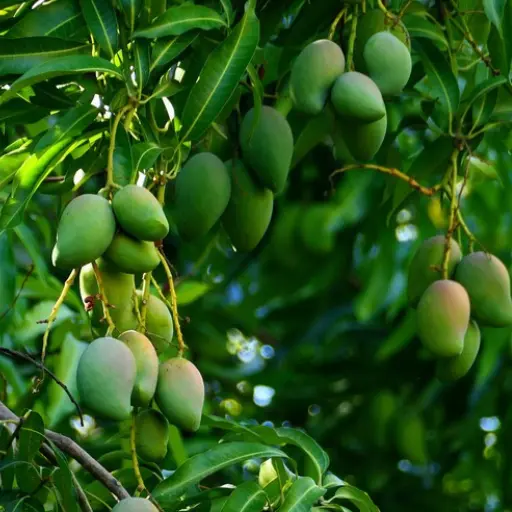Mango plantation on managed agricultural land in Hyderabad