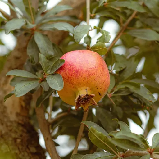 Pomegranate plantation on managed agricultural land in Hyderabad