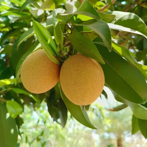 Sapota fruit plantation on managed agricultural land in Hyderabad
